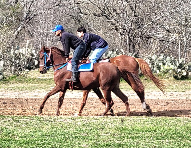 ARABIAN HORSES FOR SALE, SAN ANTONIO TEXAS AREA
